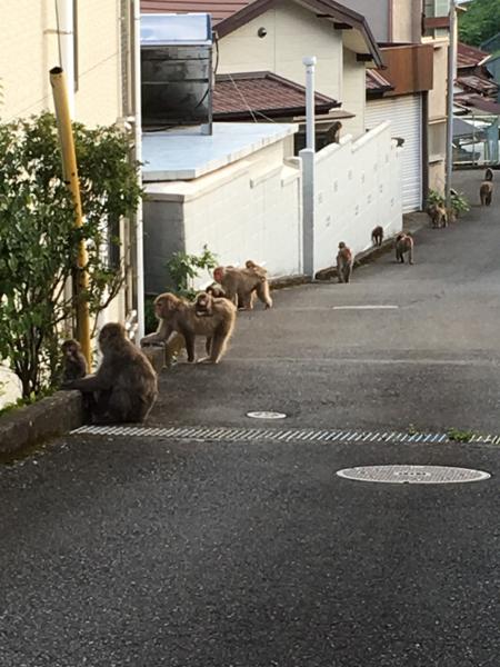 猿